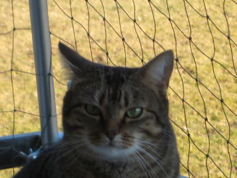Picture of a cat / kitten / feline