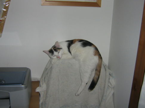 Picture of a cat / kitten / feline