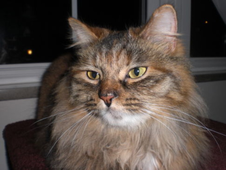 Picture of a cat / kitten / feline