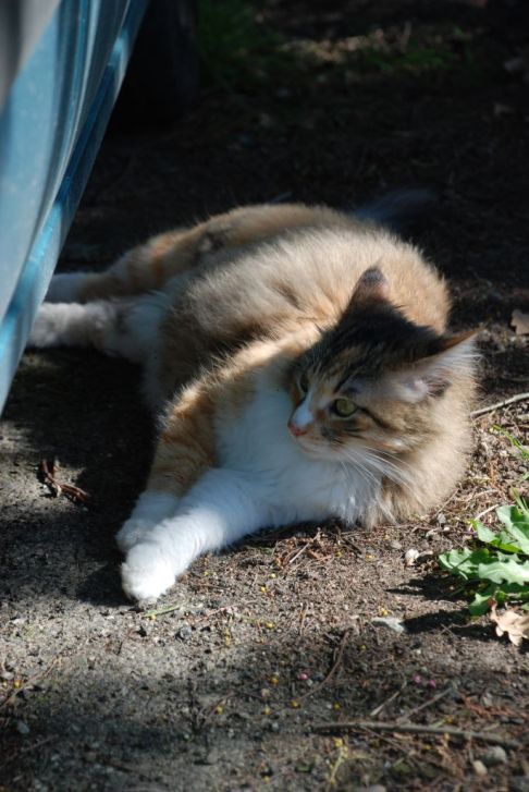 Picture of a cat / kitten / feline