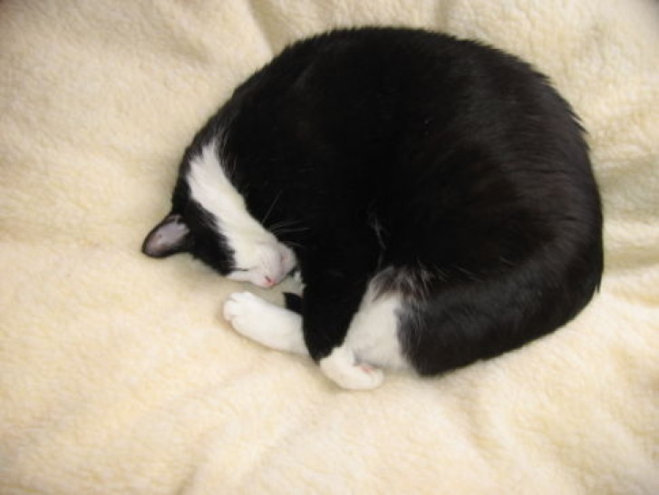 Picture of a cat / kitten / feline