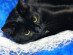 View full size picture