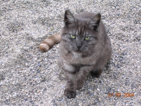 Picture of a cat / kitten / feline