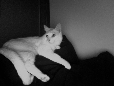 Picture of a cat / kitten / feline