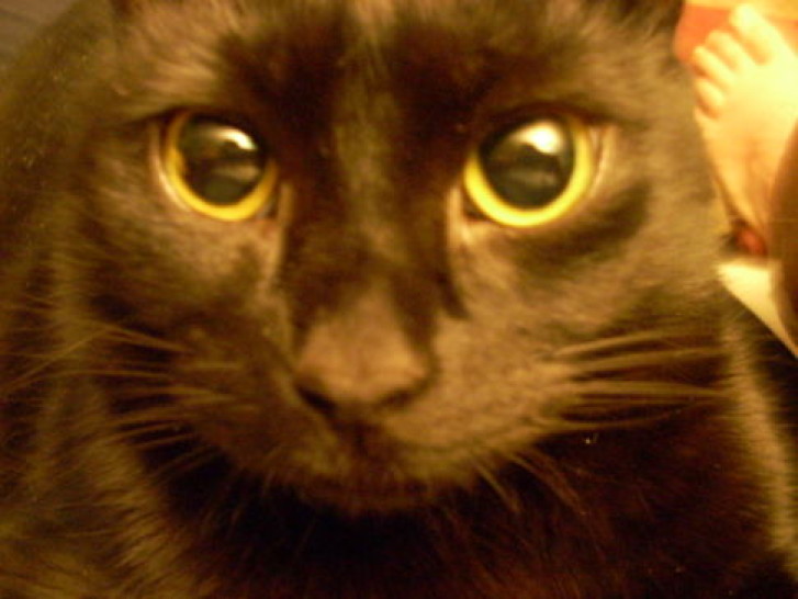 Picture of a cat / kitten / feline