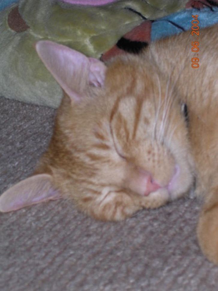 Picture of a cat / kitten / feline