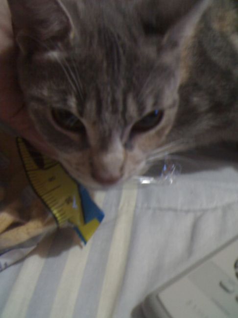 Picture of a cat / kitten / feline