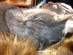 View full size picture