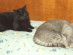 View full size picture