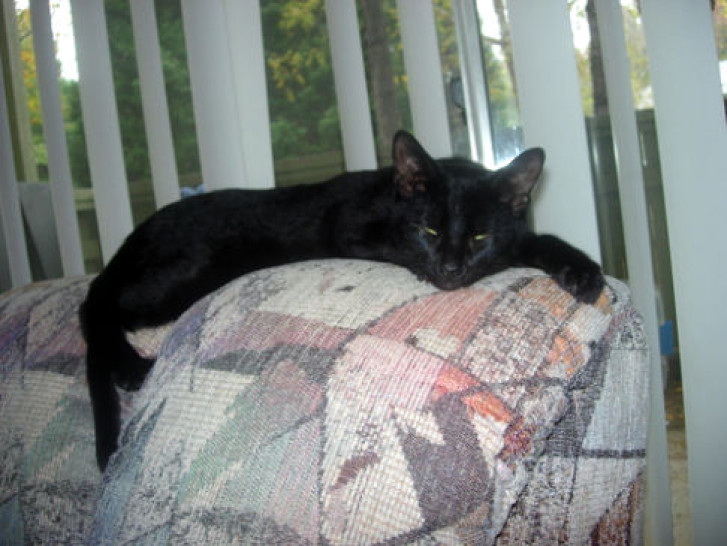 Picture of a cat / kitten / feline