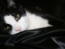 View full size picture