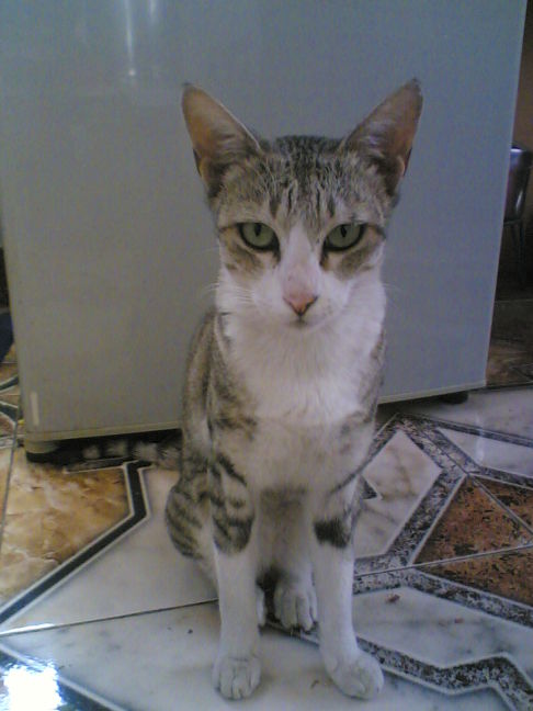 Picture of a cat / kitten / feline