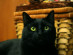 View full size picture