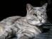 View full size picture