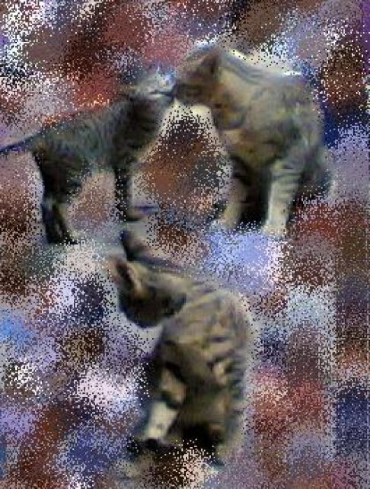 Picture of a cat / kitten / feline