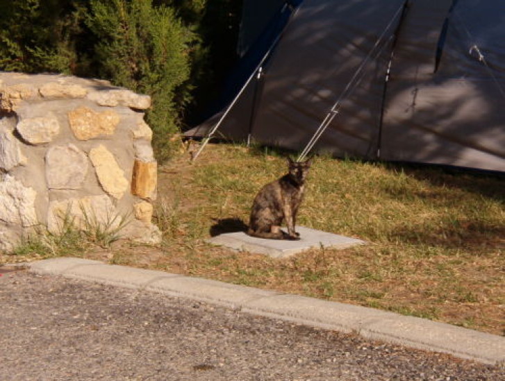 Picture of a cat / kitten / feline