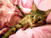 View full size picture