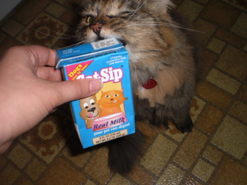 Picture of a cat / kitten / feline