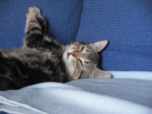 Picture of a cat / kitten / feline