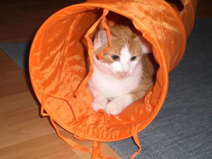 Picture of a cat / kitten / feline
