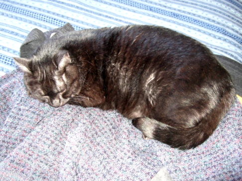 Picture of a cat / kitten / feline