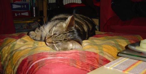 Picture of a cat / kitten / feline
