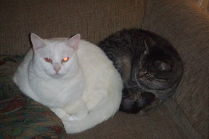 Picture of a cat / kitten / feline