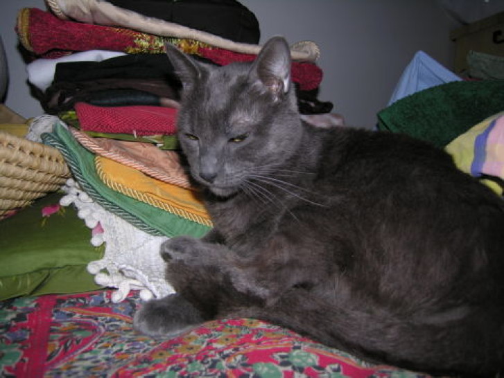 Picture of a cat / kitten / feline