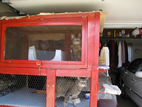 Picture of a cat / kitten / feline