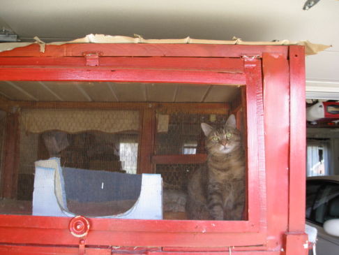 Picture of a cat / kitten / feline