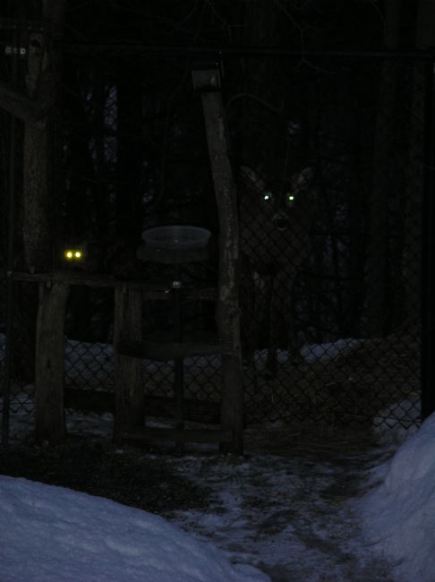 Picture of a cat / kitten / feline