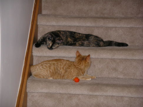 Picture of a cat / kitten / feline
