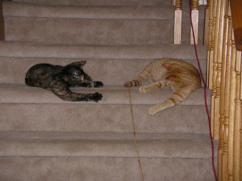 Picture of a cat / kitten / feline