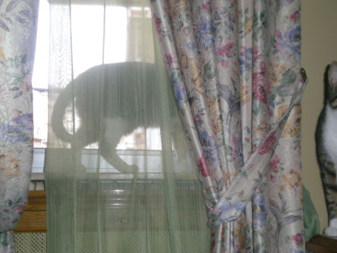 Picture of a cat / kitten / feline