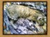 View full size picture