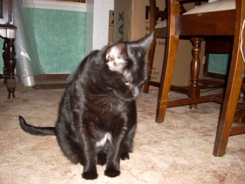 Picture of a cat / kitten / feline