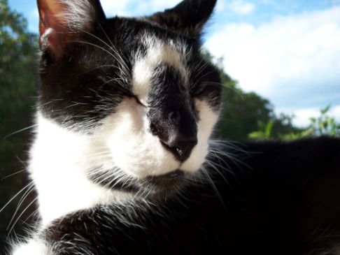 Picture of a cat / kitten / feline