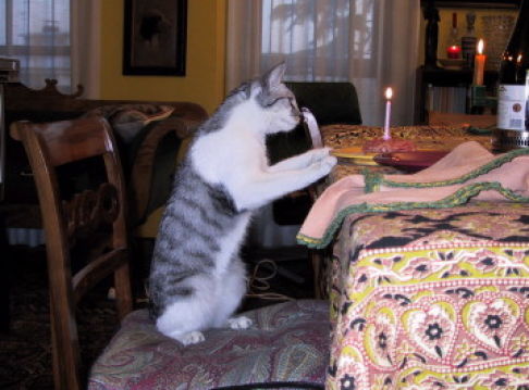 Picture of a cat / kitten / feline