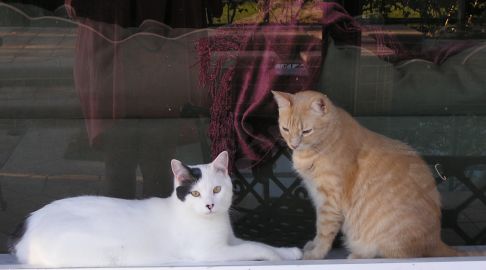 Picture of a cat / kitten / feline