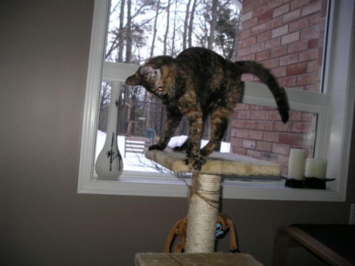 Picture of a cat / kitten / feline
