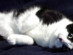 View full size picture