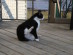 View full size picture