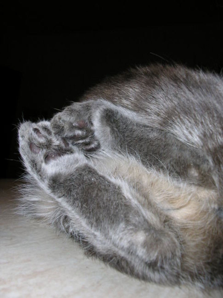 Picture of a cat / kitten / feline