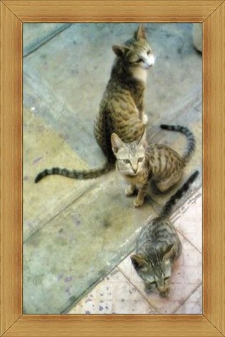 Picture of a cat / kitten / feline