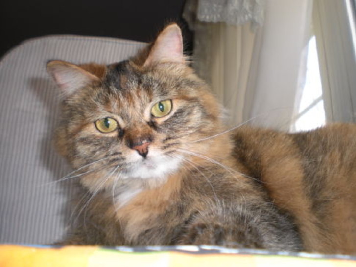 Picture of a cat / kitten / feline
