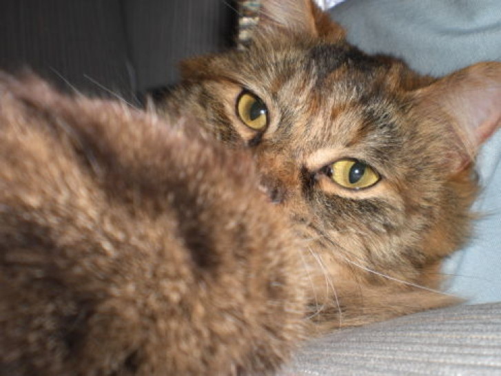 Picture of a cat / kitten / feline