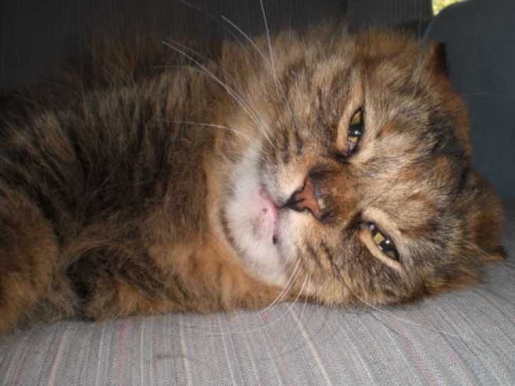 Picture of a cat / kitten / feline