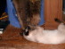 View full size picture