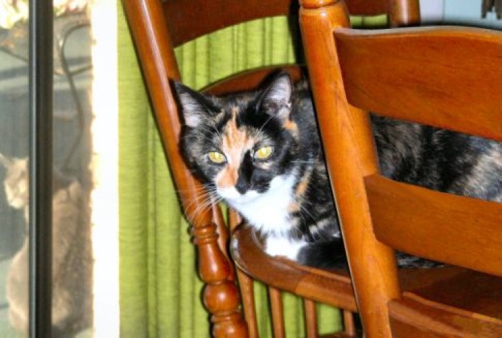 Picture of a cat / kitten / feline