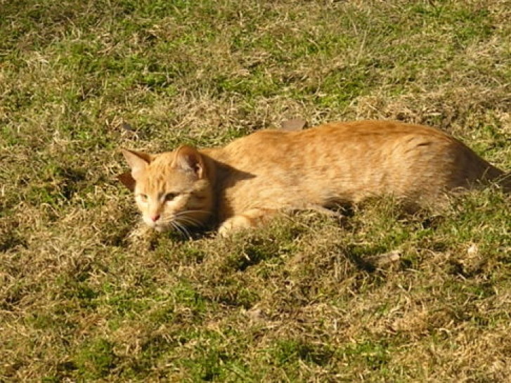 Picture of a cat / kitten / feline